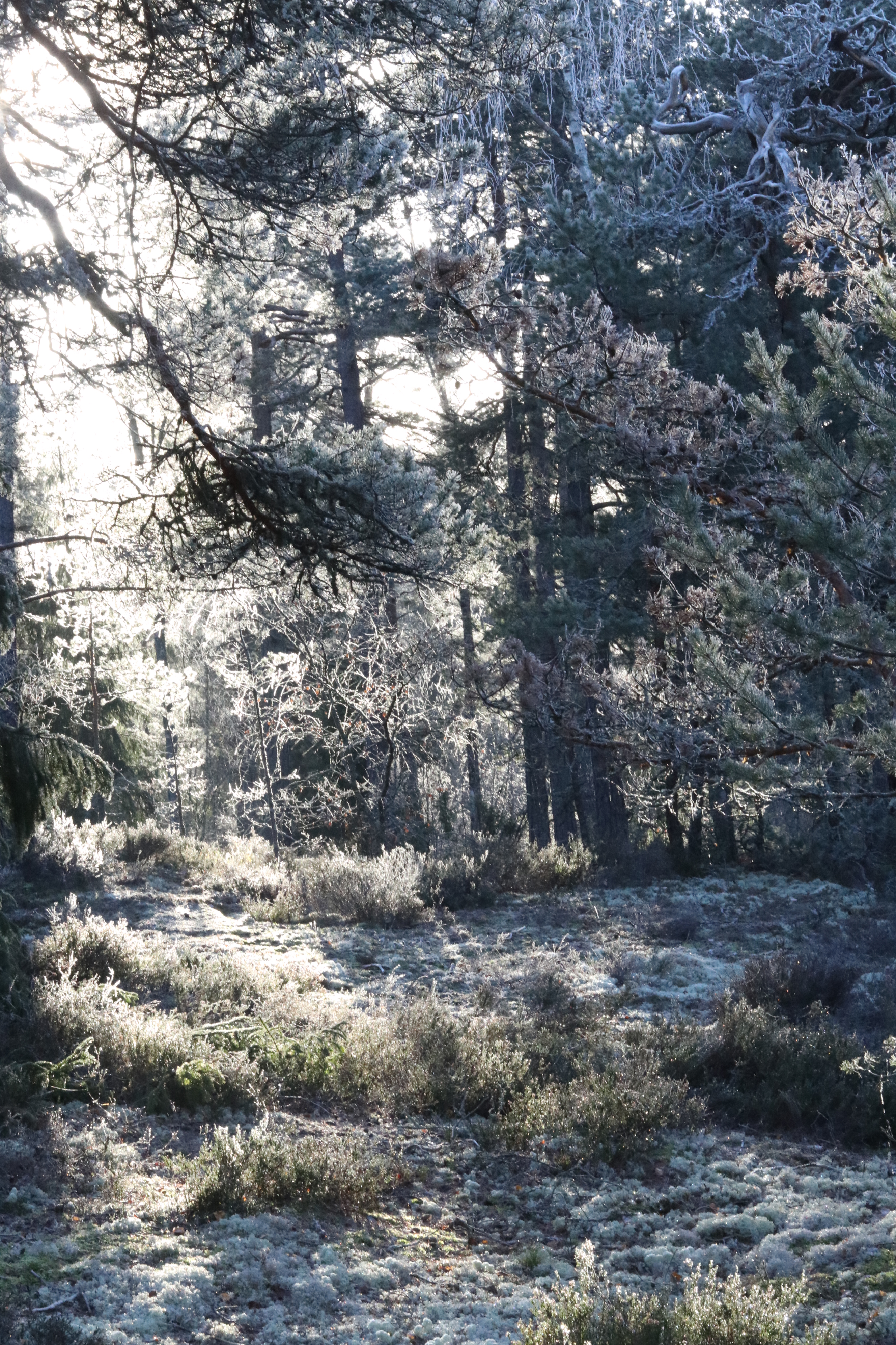 First Day of Frost : A Photowalk