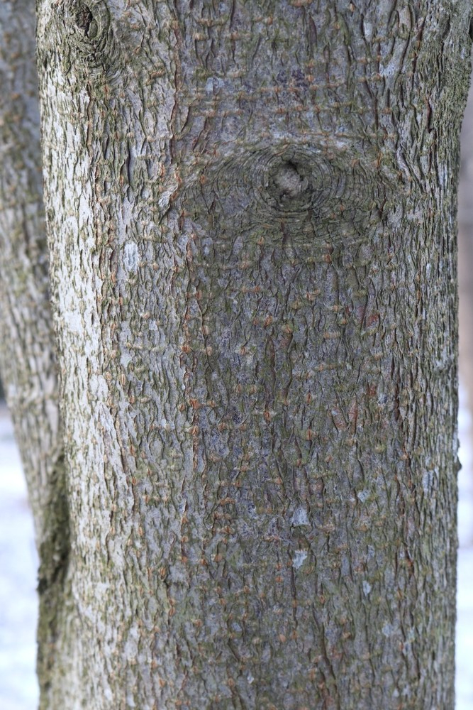 Trunk of Bird Cherry