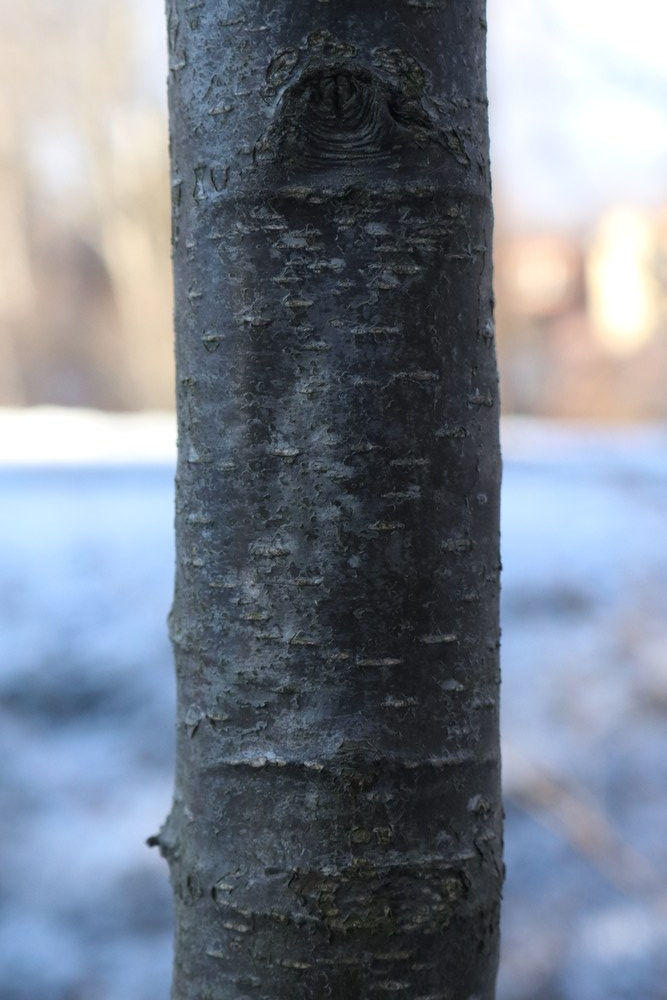 Trunk of Black Alder