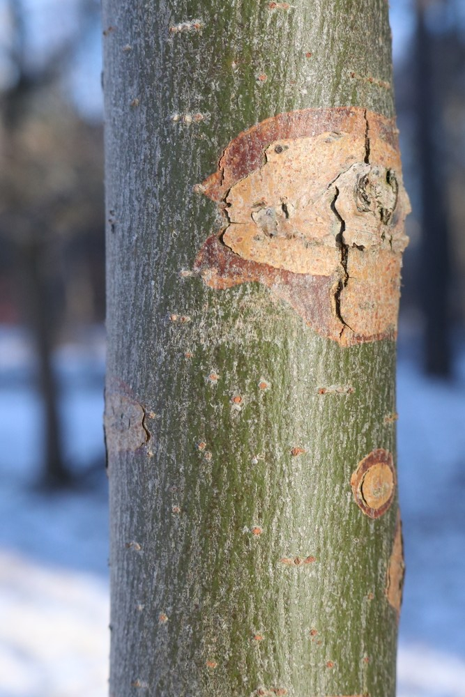 Trunk of Crack Willow