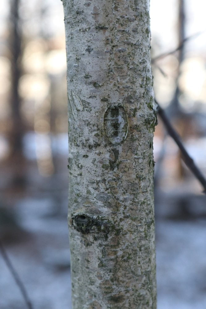 Trunk of Downy Birch