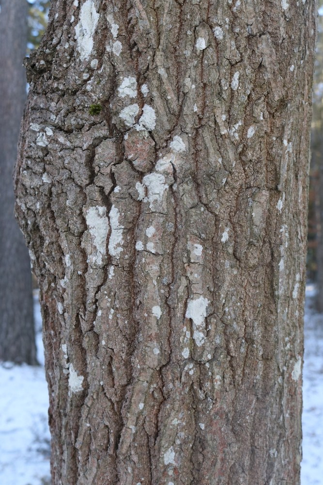 Trunk of English Oak