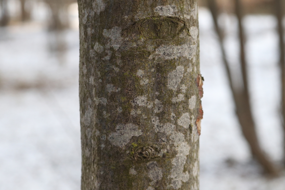 Trunk of European Hornbeam