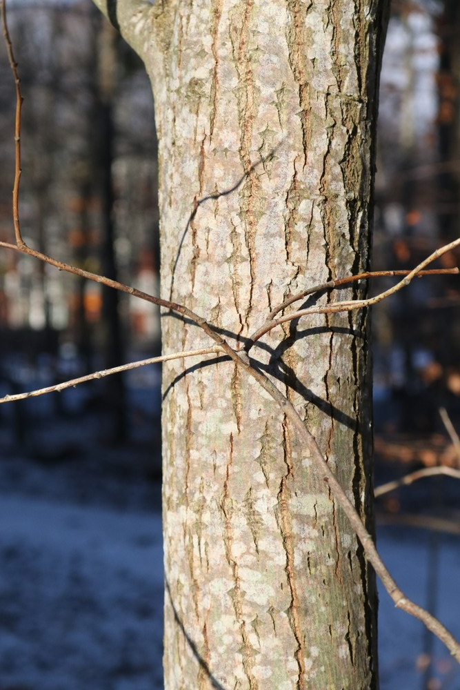 Trunk of Goat Willog