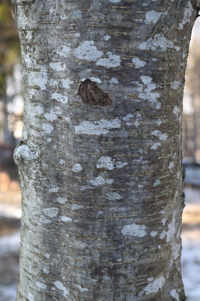 trunk of rowan