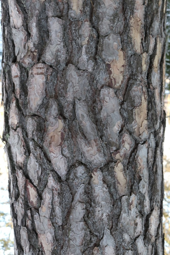 Trunk of Scots Pine
