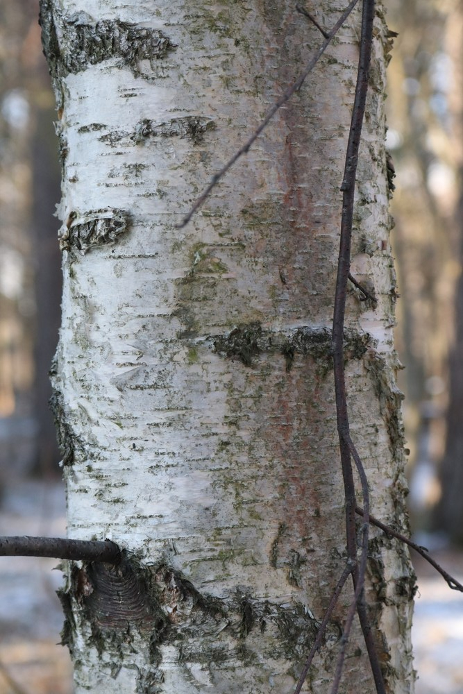 Trunk of Silver Birch
