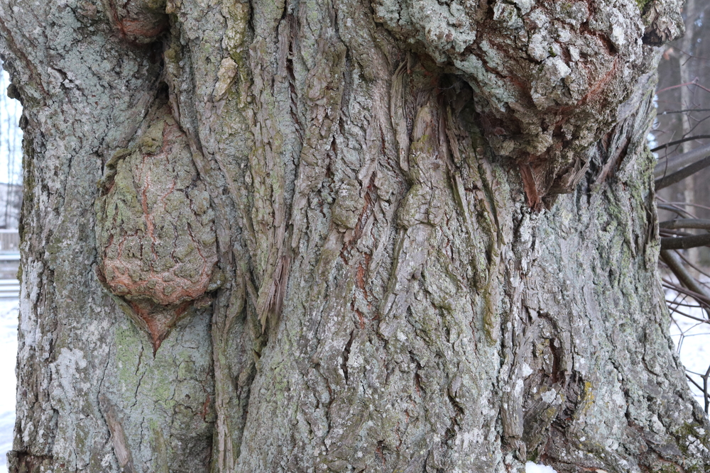 Trunk of Small-Leaved Lime