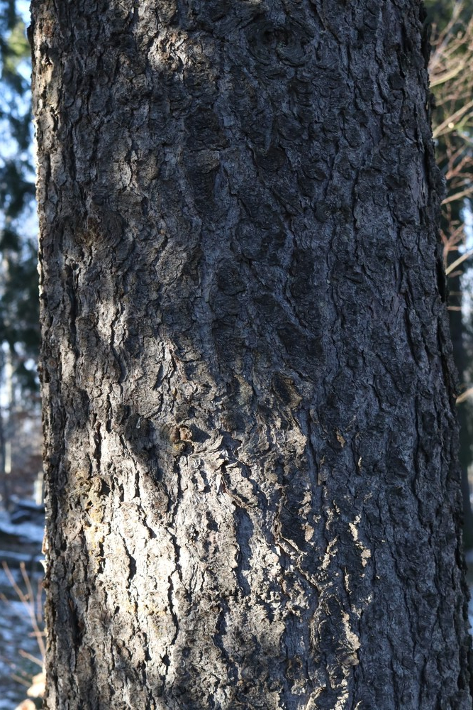 Trunk of Spruce