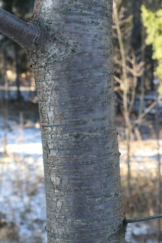 Trunk of Wild Cherry